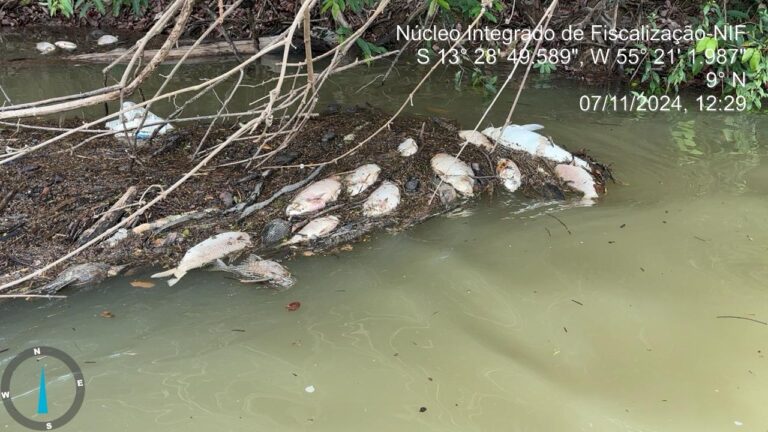 Sema e NIF investiga mortandade de peixes no Rio Teles Pires em Sorriso