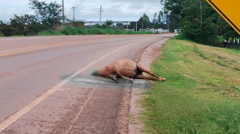 Égua perde a cabeça em acidente e cabeça para no colo de passageiro em MT